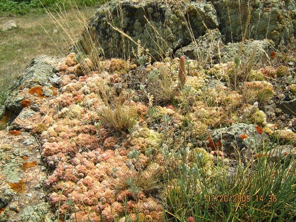 Изображение особи Orostachys spinosa.