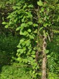 Schisandra chinensis. Побеги на стволе дерева. Приморье, Сихотэ-Алинь, долина р. Серебрянки. 11.08.2012.