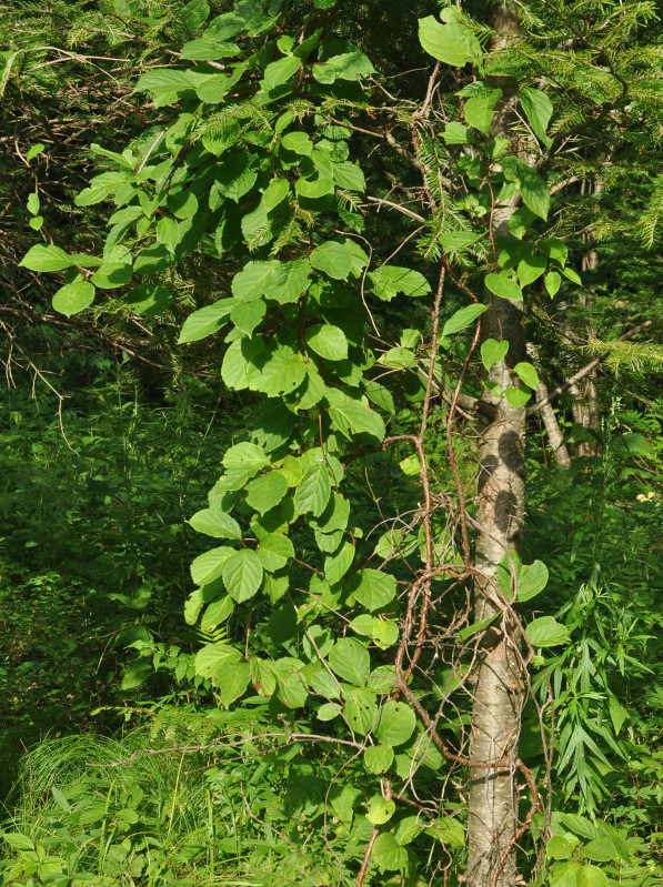 Image of Schisandra chinensis specimen.