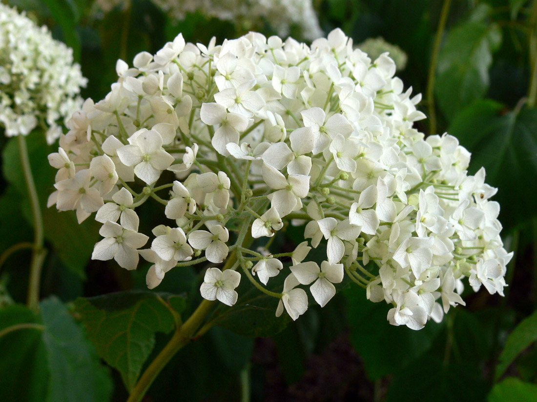 Image of Hydrangea arborescens specimen.