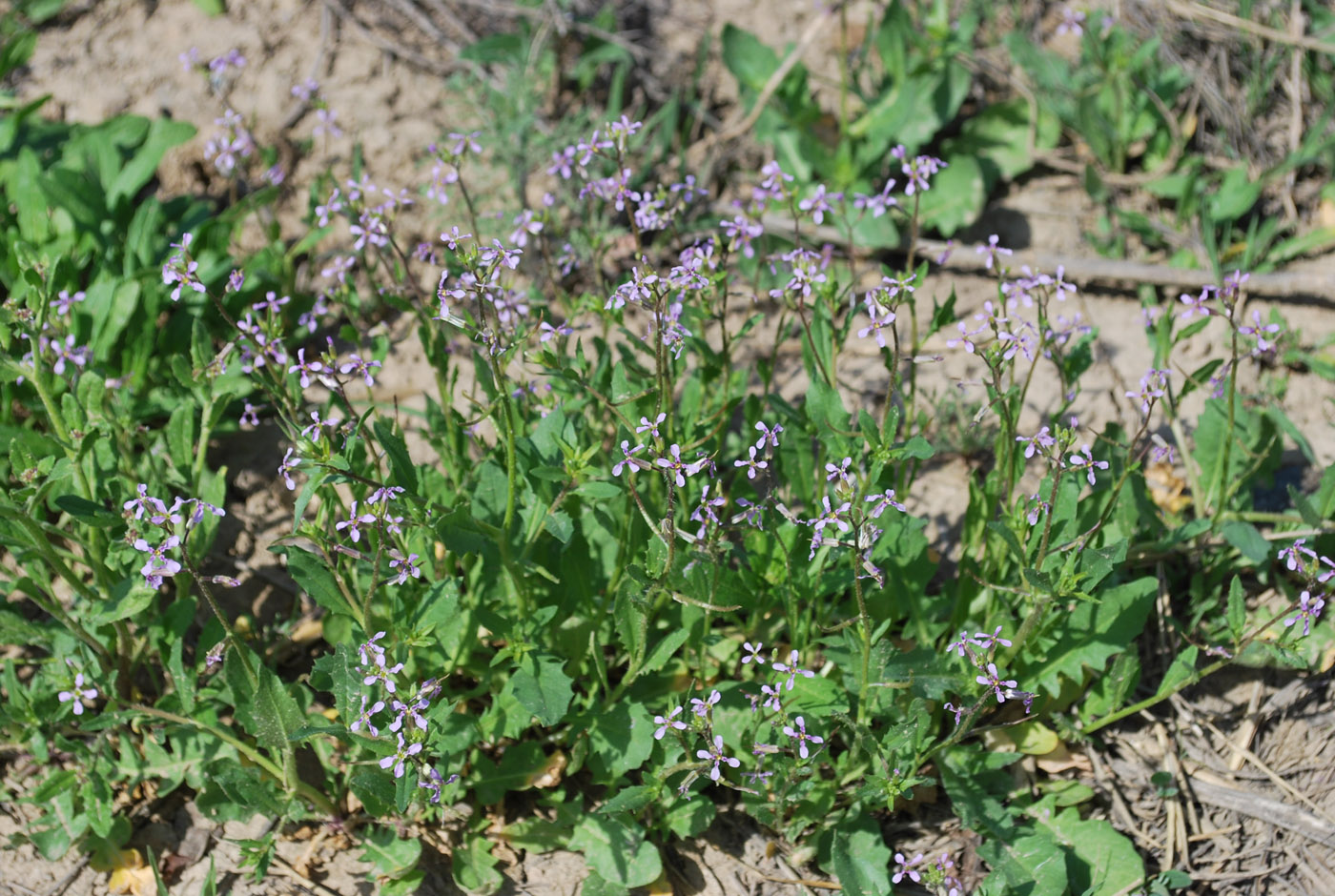 Image of Chorispora tenella specimen.