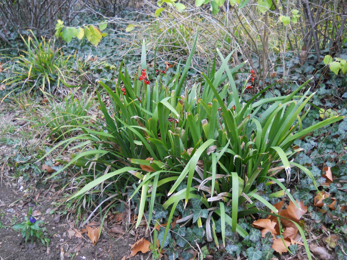 Изображение особи Iris foetidissima.