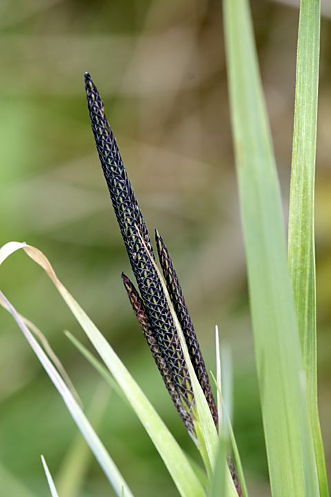 Изображение особи Carex acuta.