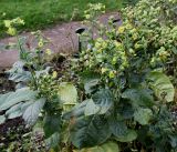 Nicotiana rustica