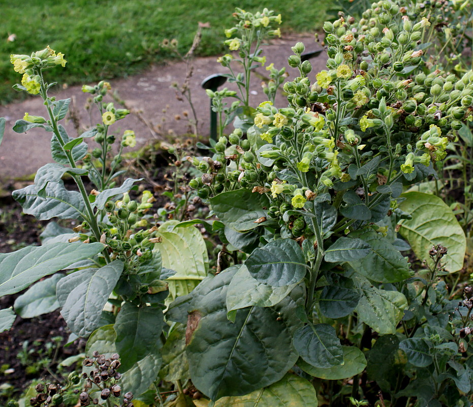 Изображение особи Nicotiana rustica.