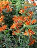 Leonotis leonurus