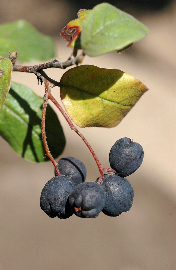 Image of Cotoneaster melanocarpus specimen.