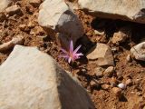 Colchicum stevenii