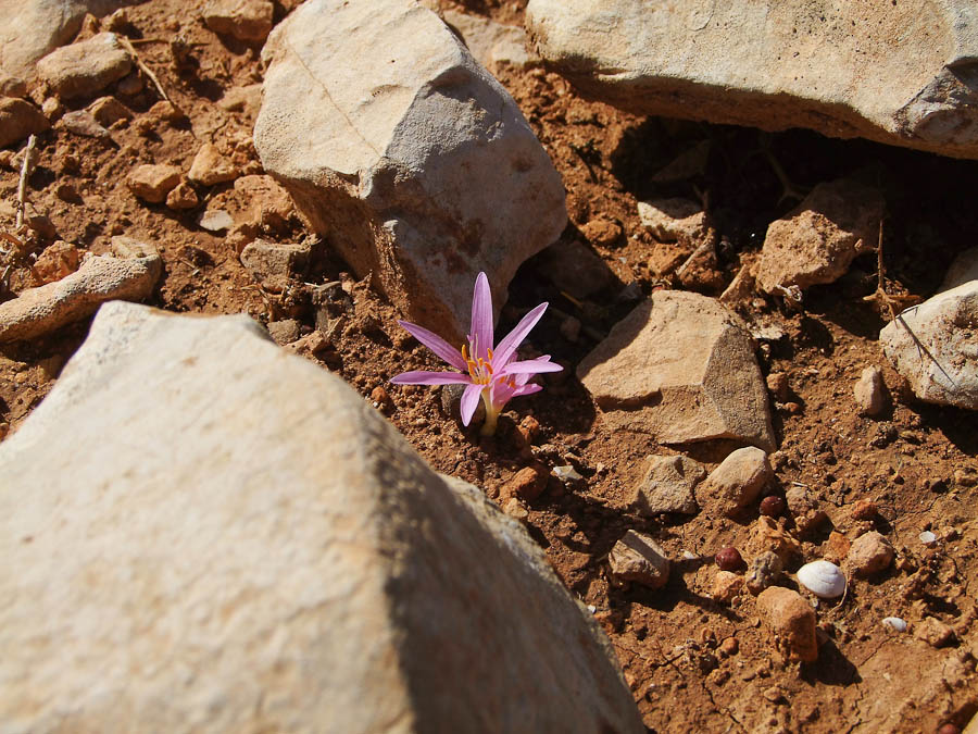 Image of Colchicum stevenii specimen.