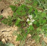 Scandix pecten-veneris. Цветущее растение. Израиль, Северный Негев, лес Лаав. 25.02.2013.
