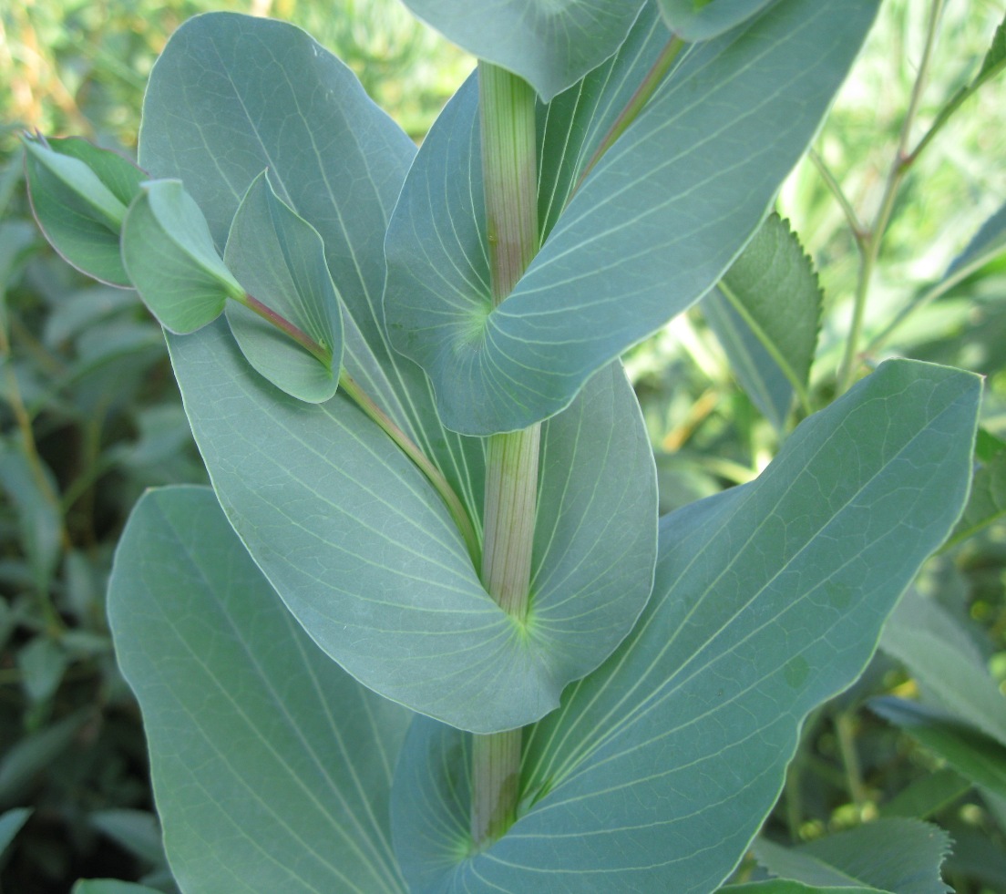 Image of Bupleurum rotundifolium specimen.