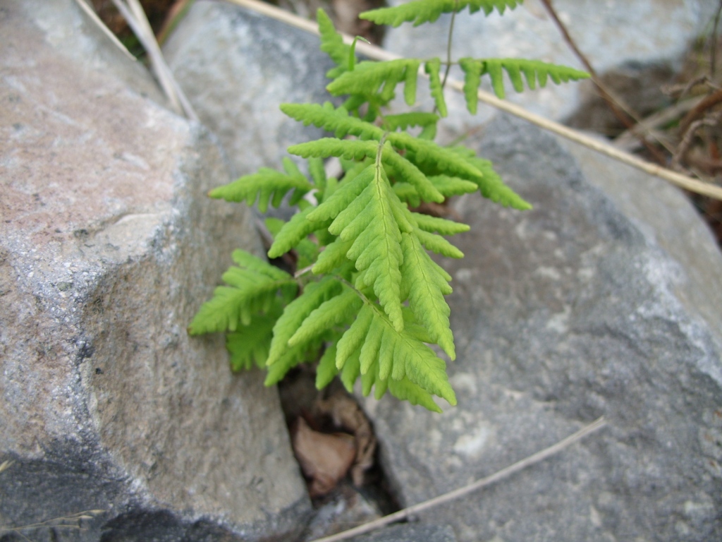 Изображение особи Gymnocarpium continentale.