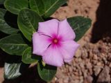 Catharanthus roseus