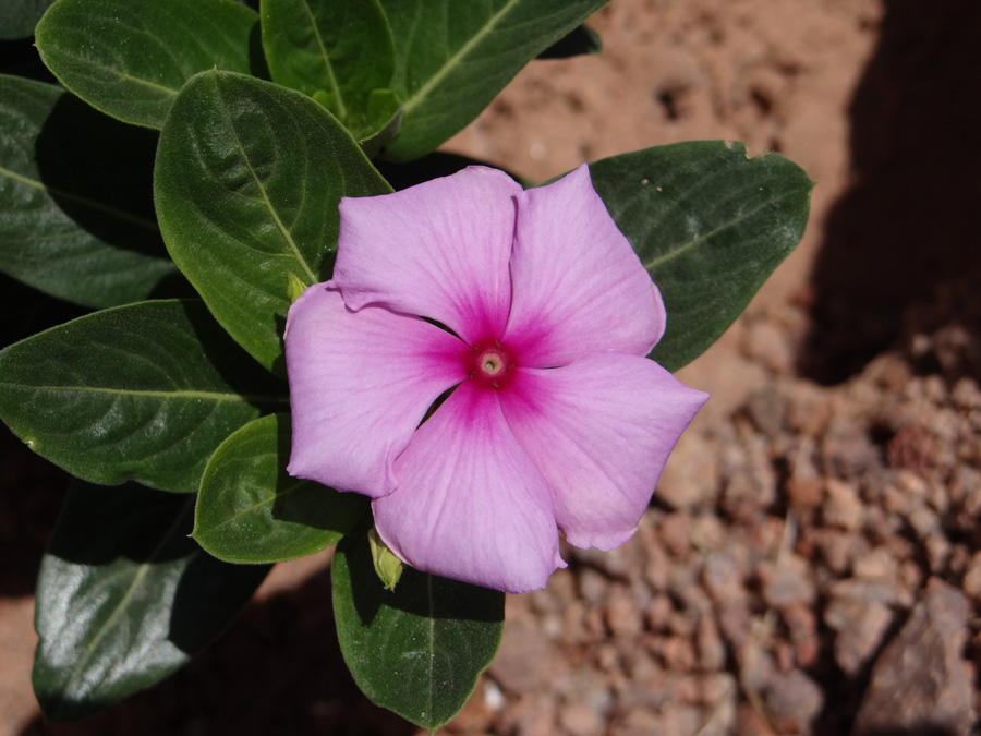 Изображение особи Catharanthus roseus.