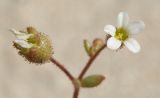 Saxifraga tridactylites. Верхушка побега с цветком и завязью. Краснодарский край, Ейский п-ов, коса Долгая. 29.04.2013.