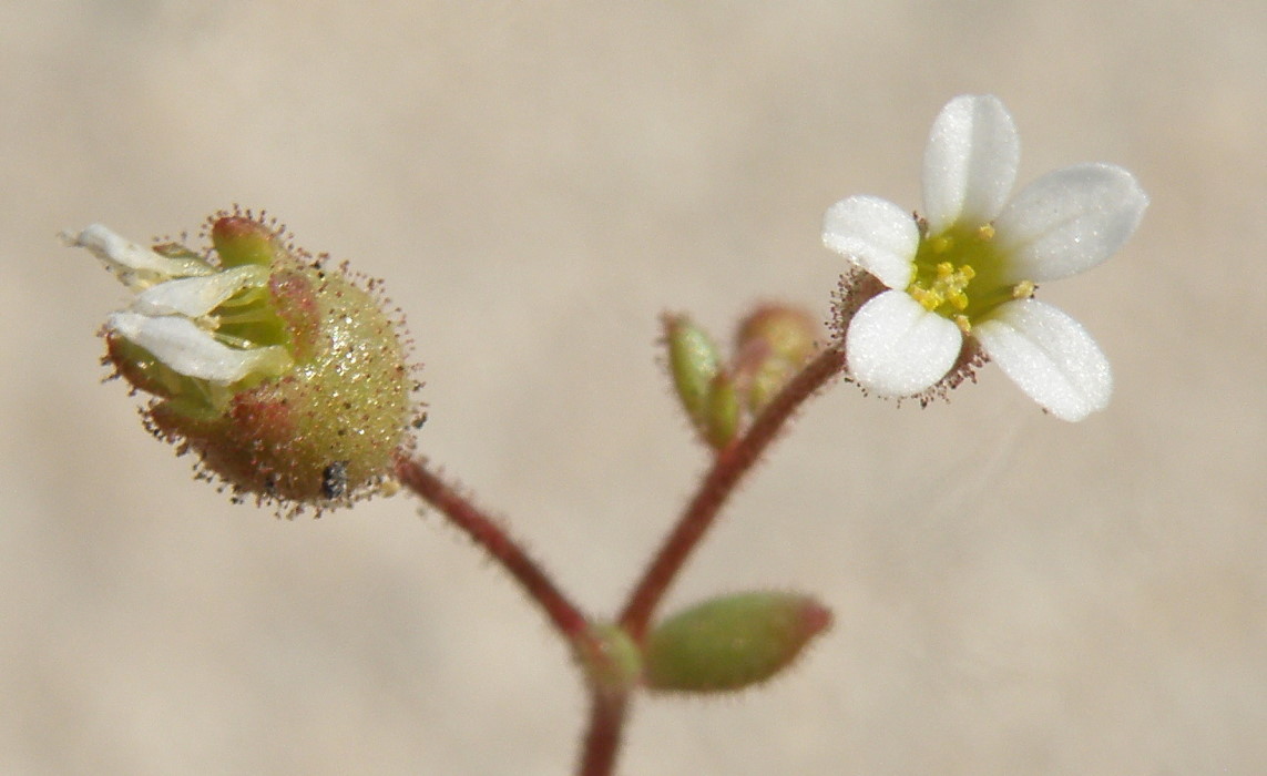 Изображение особи Saxifraga tridactylites.