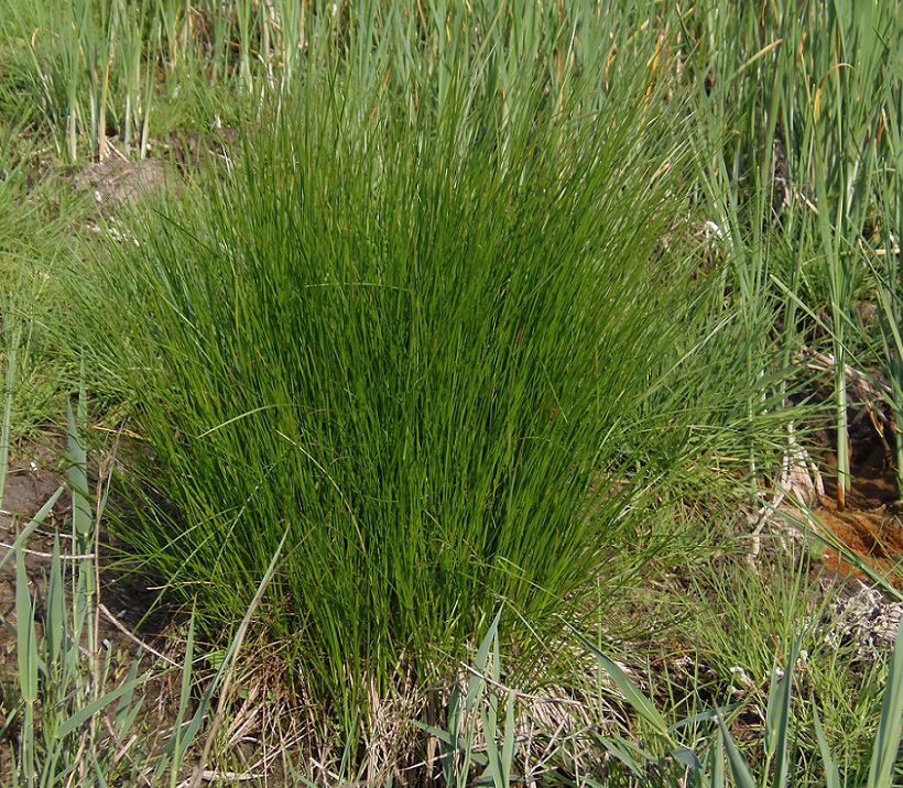 Image of genus Juncus specimen.