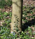 Swida alternifolia