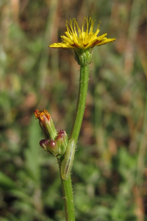 Изображение особи Zacintha verrucosa.