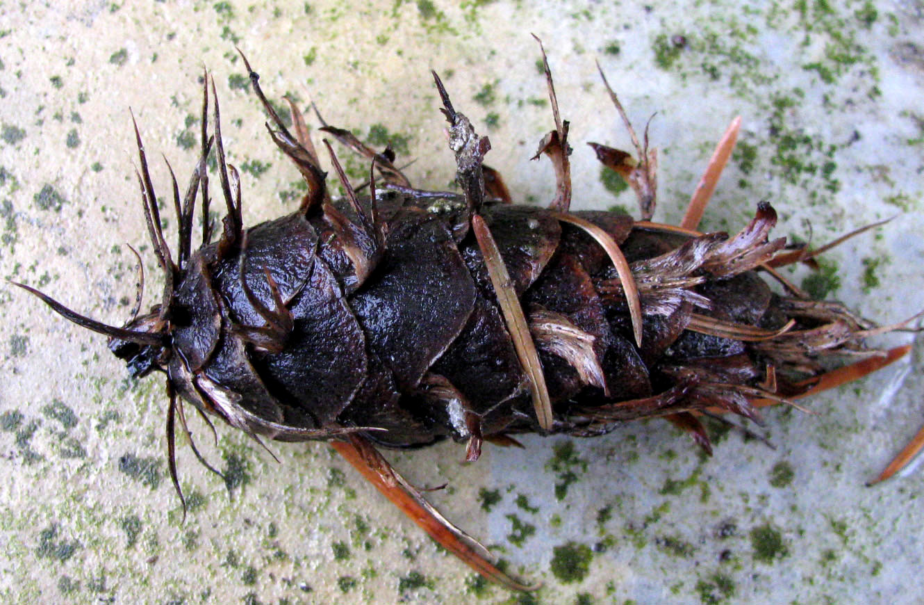 Изображение особи Pseudotsuga menziesii.