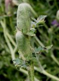 Papaver setiferum