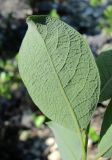 Salix bebbiana. Лист (вид с обратной стороны). Архангельская обл., Пинежский р-н, восточные окр. Пинежского заповедника, на обнажении горной породы в карстовом логу. 21.06.2013.