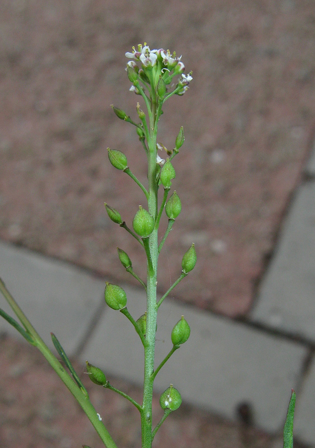 Image of Lepidium graminifolium specimen.