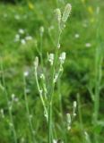 Chondrilla latifolia