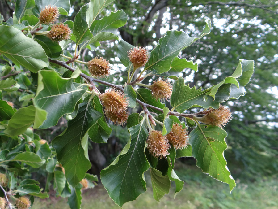 Image of Fagus sylvatica specimen.