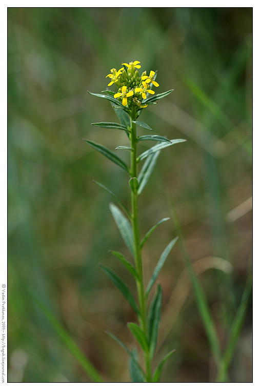 Изображение особи Erysimum hieraciifolium.