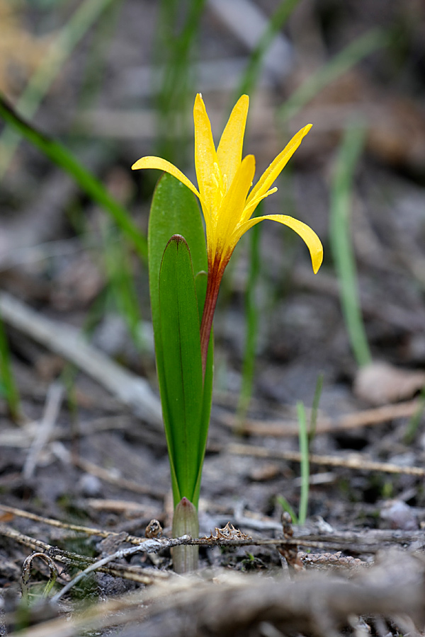 Image of Colchicum luteum specimen.