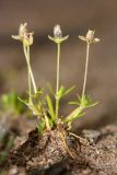 Sagina procumbens