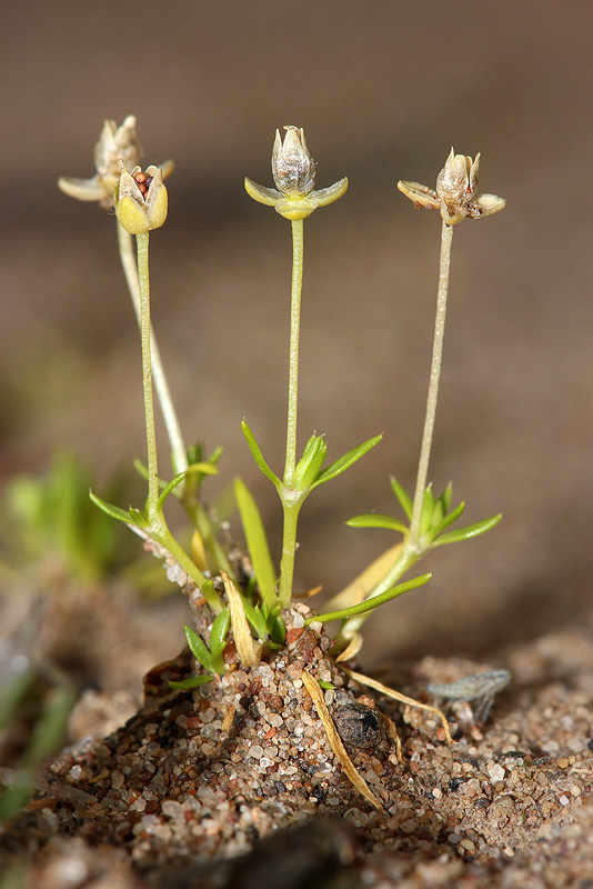 Изображение особи Sagina procumbens.