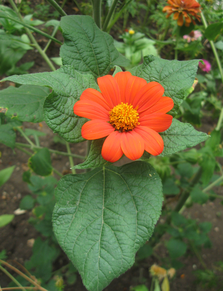 Image of Tithonia rotundifolia specimen.