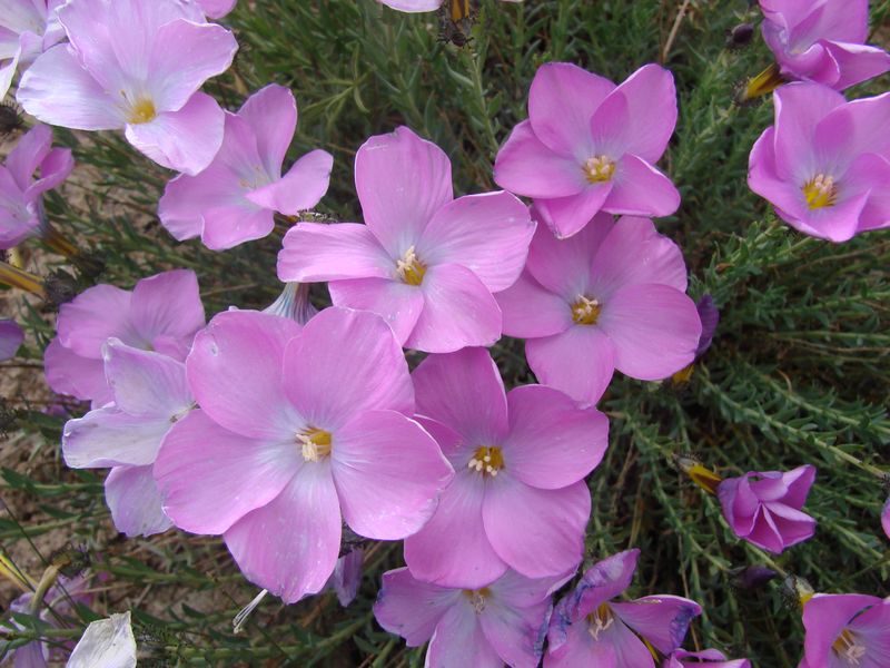 Image of Linum olgae specimen.