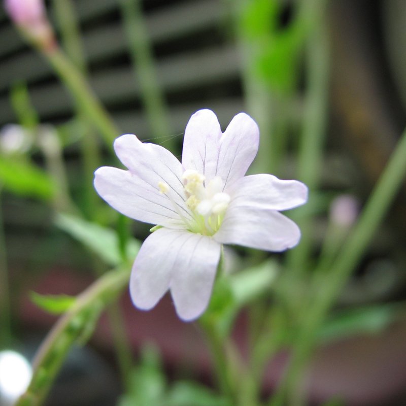 Изображение особи Epilobium montanum.