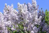 Syringa vulgaris. Часть кроны цветущего растения. Черноморское побережье Кавказа, Новороссийский р-н, южнее г. Гудзева, в культуре. 2 мая 2013 г.