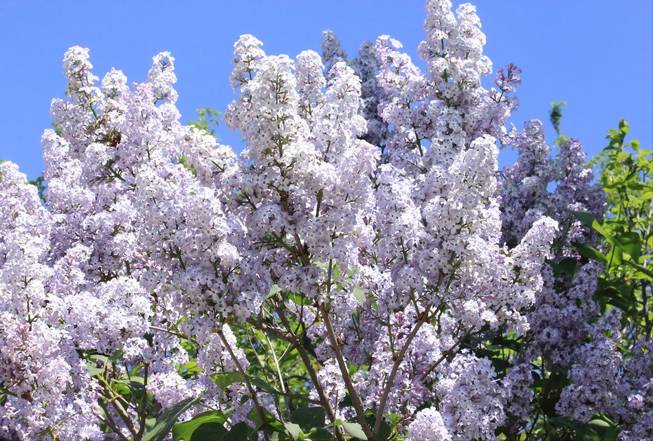 Image of Syringa vulgaris specimen.