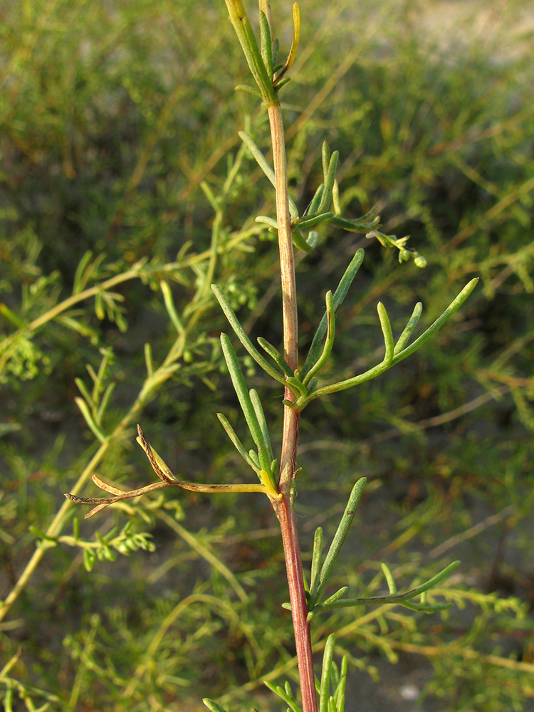 Image of genus Artemisia specimen.