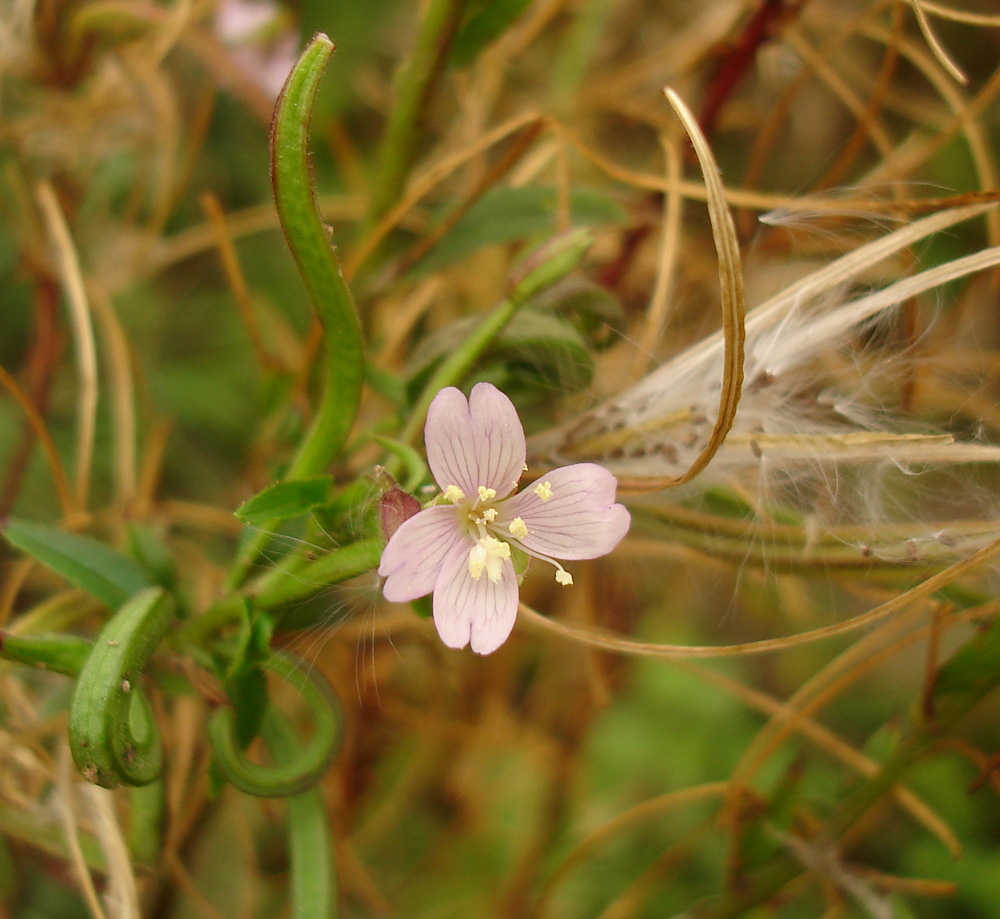 Изображение особи Epilobium parviflorum.