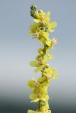 Verbascum lychnitis