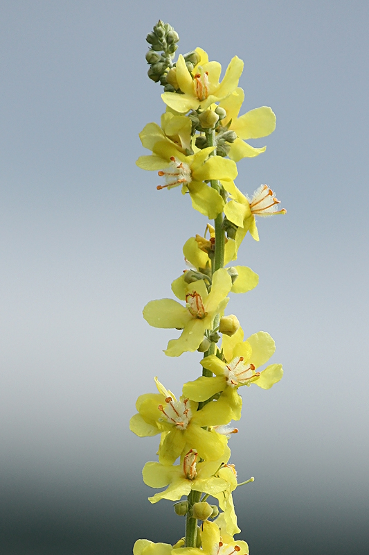 Изображение особи Verbascum lychnitis.