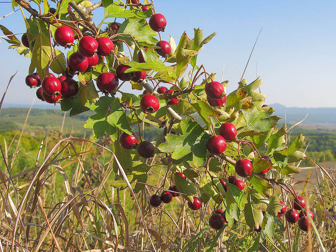 Image of genus Crataegus specimen.