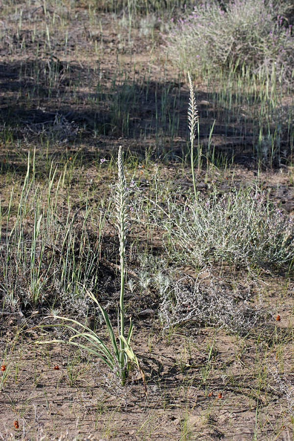 Image of Eremurus inderiensis specimen.