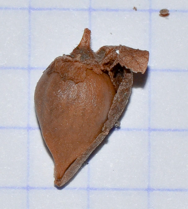 Изображение особи Antigonon leptopus.