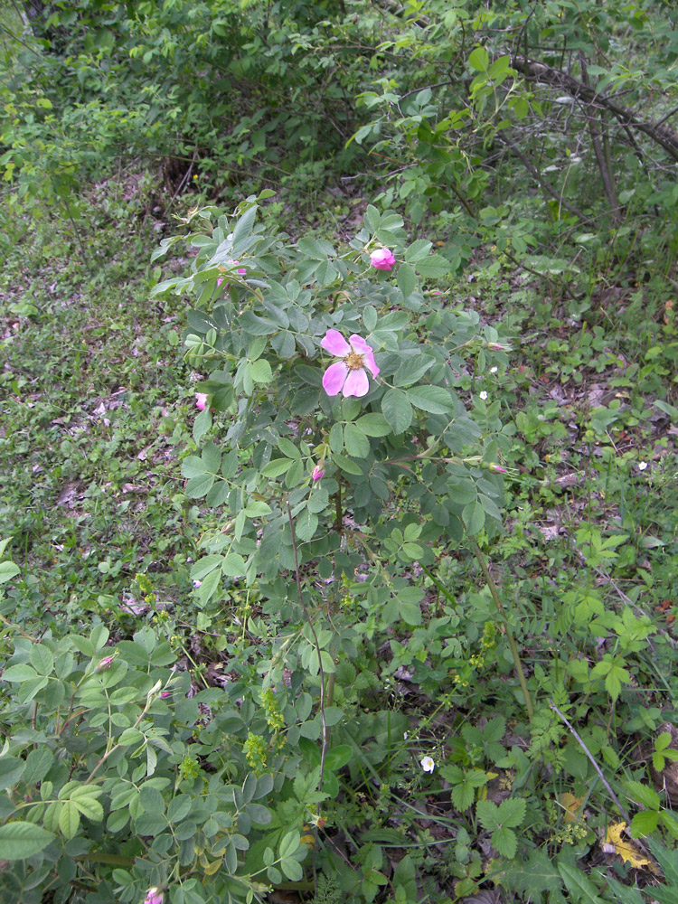 Image of Rosa prokhanovii specimen.