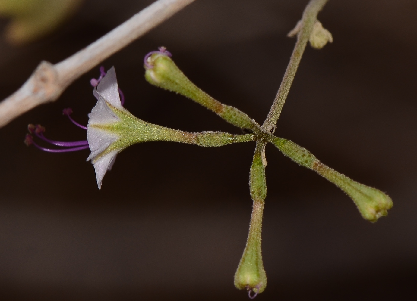 Изображение особи Commicarpus sinuatus.