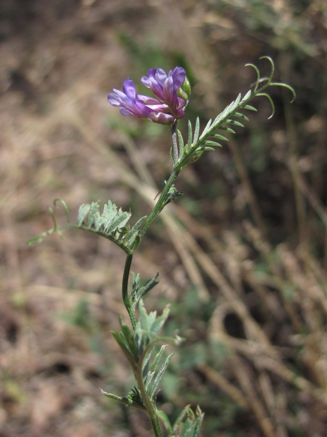 Image of Vicia varia specimen.