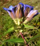 Gentiana scabra. Верхушка побега с соцветием. Приморский край, Спасский р-н, окр. с. Хвалынка. 12.09.2013.