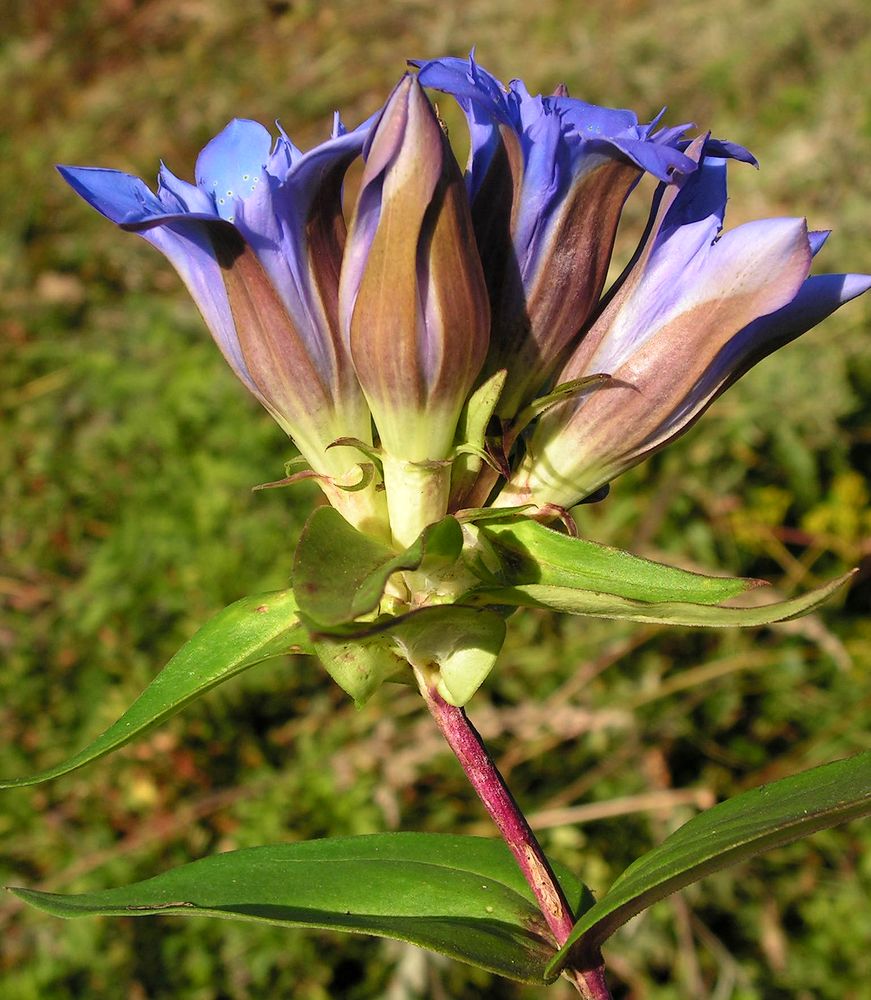 Изображение особи Gentiana scabra.